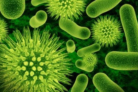 bacteria infographic