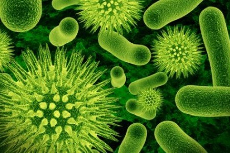 bacteria infographic