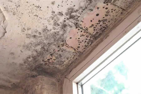 technician performing apartment mold removal in New York City bathroom