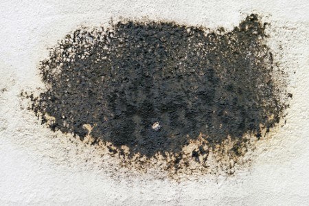 mold