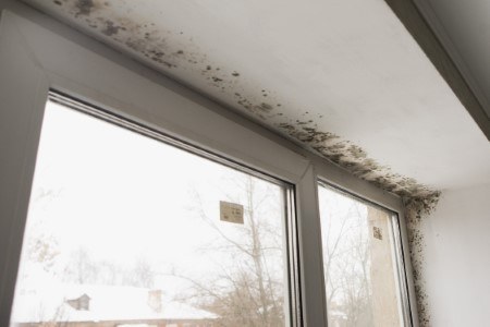 black mold