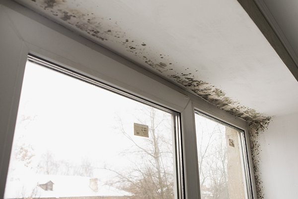 mold around windows